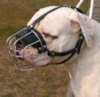 American Bulldog dog Muzzles
