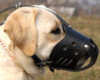 Labrador Retriever dog Muzzles