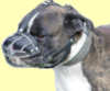 Boxer dog Muzzle