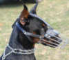 Doberman Pinscher dog Muzzles