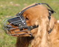 English Cocker Spaniel dog muzzle English Cocker Spaniel dog muzzle
