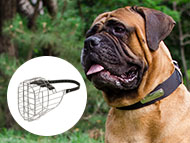 Bullmastiff muzzle outlet