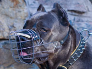 Cane corso shop muzzle