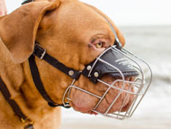 https://www.dog-muzzle-store.com/images/categories/dogue-de-bordeaux-muzzles.jpg