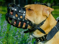 muzzle for pitbull near me