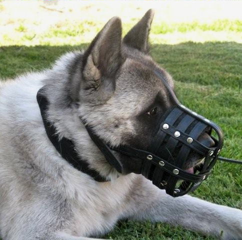 Akita muzzle sale