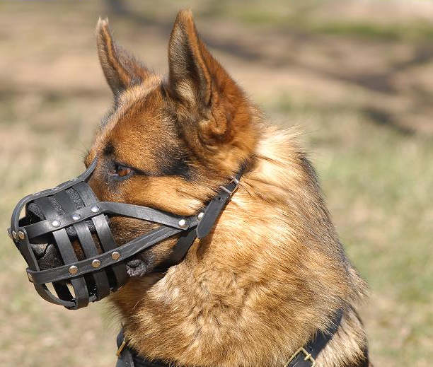 wire muzzle german shepherd