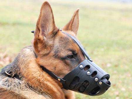 dog muzzles for biting