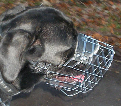 basket cage dog muzzle