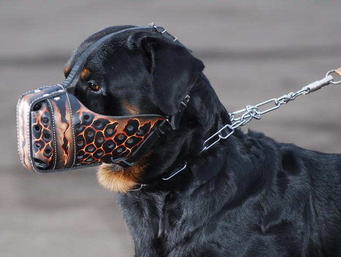 best muzzle for rottweiler