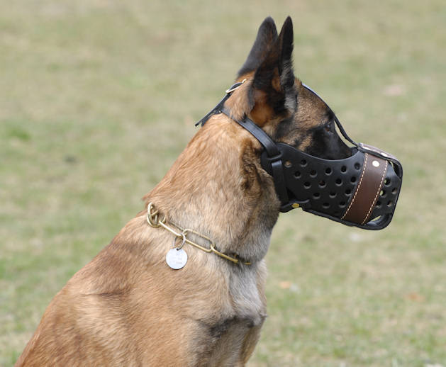 buy dog muzzle