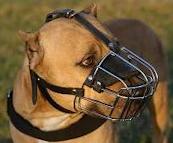 American PitBull Terrier muzzle -Pit bull Wire Basket dog muzzle American PitBull Terrier muzzle -Pit bull Wire Basket dog muzzle
